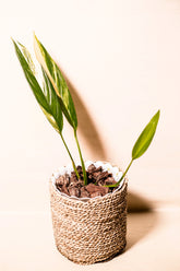 Epipremnum amplissimum variegata